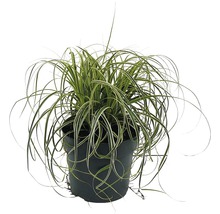 Siergras in een pot