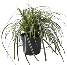 Siergras in een pot
