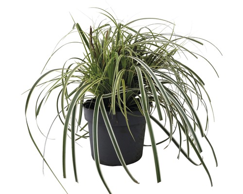 Siergras in een pot