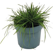 Grasplant in pot