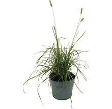 Grasplant in pot