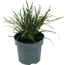 Gras in pot
