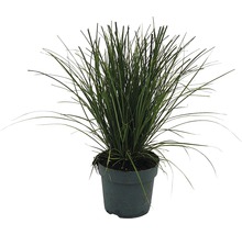 Siergras in pot