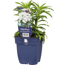 Anjer Dianthus barb ''Barbarini White'' in pot