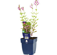 Salie sierplant in een pot
