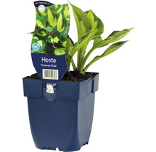 Hosta ''Colored Hulk'' in pot