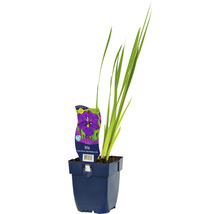 Iris in pot met plantenetiket