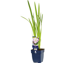 Iris in pot met plantenlabel