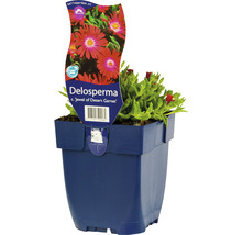 FLORASELF Ijsbloem Delosperma cooperi ‚Jewel of Desert Garnet‘ potmaat Ø 11 cm H 5-10 cm