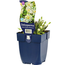 Delosperma plant in pot