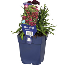 Anjer Sunflor ''Paseo'' in pot