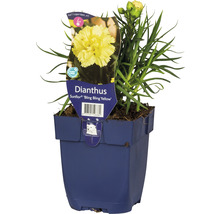 Dianthus Sunflor ''Bling Bling Yellow'' in een pot