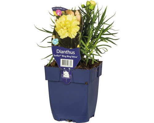 FLORASELF Anjer Dianthus 'Sunflor® Yellow Bling Bling' potmaat Ø 11 cm H 5-30 cm