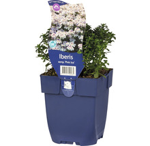Iberis sempervirens ''Pink Ice'' in een pot