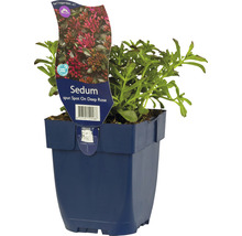 FLORASELF Vetkruid Sedum spurium 'Spot On™ Deep Rose' Ø 11 cm
