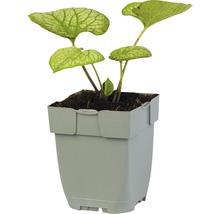 Bloemblad in pot