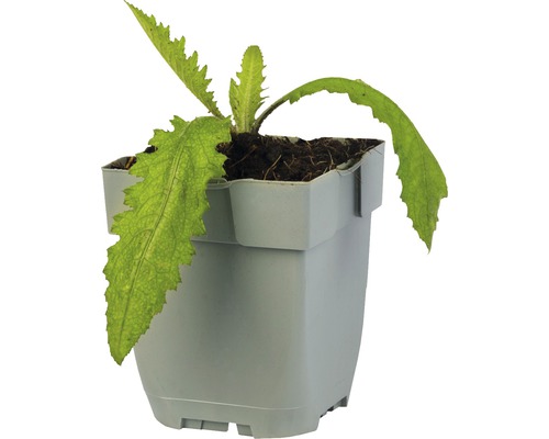 Jonge plant in pot