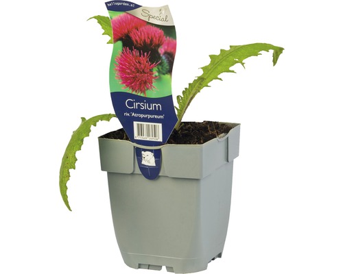 Vederdistel Cirsium rivulare ‘Atropurpureum’ potmaat Ø 11 cm H 5-40 cm