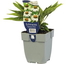 Echinacea ''Meditation White'' in een pot