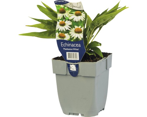 Zonnehoed Echinacea 'Meditation White' ® Ø 11 cm