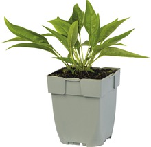 Plant in pot