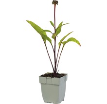 Bloeiende plant in pot