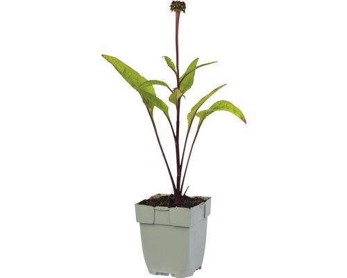 Bloeiende plant in pot