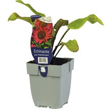 Echinacea plant in pot