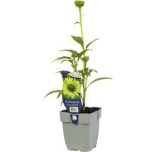 Echinacea Green Jewel in pot