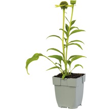 Zonnehoedplant in pot