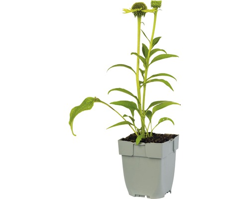 Zonnehoedplant in pot