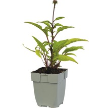 Zonnehoed in pot