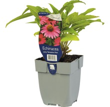 Echinacea ''Sensation Pink'' in een pot