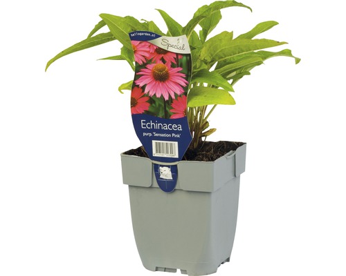 Zonnehoed Echinacea ‘Sensation Pink’ ® potmaat Ø 11 cm H 5-40 cm