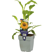 Echinacea plant in pot