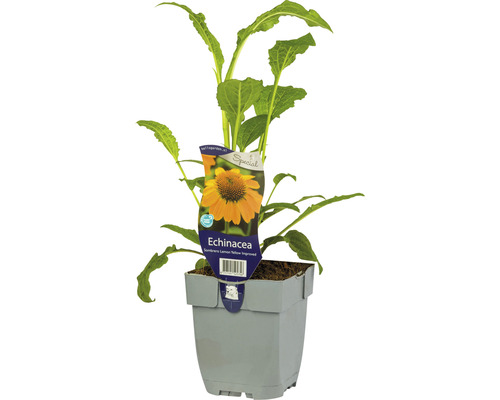 Zonnehoed Echinacea purpurea 'Sombrero Lemon Yellow' potmaat Ø 11 cm H 5-40 cm Echinacea plant in pot