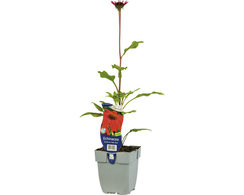 Zonnehoed Echinacea purpurea 'Sombrero Salsa Red' potmaat Ø 11 cm H 5-50 cm