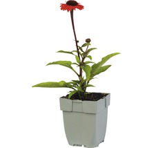 Zonnehoed in pot
