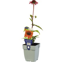 Echinacea zonnehoed in pot