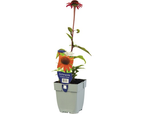 Zonnehoed Echinacea purpurea 'Sun Seekers Orange'® potmaat Ø 11 cm H 5-50 cm