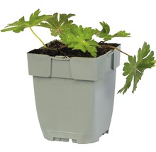 Geranium plant in een pot