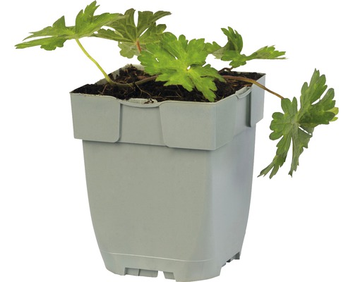 Geranium plant in een pot