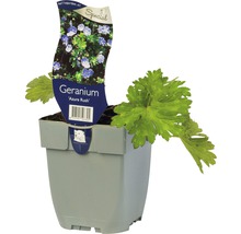 Geranium Azure Rush plant in pot