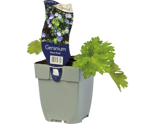 Ooievaarsbek Geranium wallichianum 'Azure Rush' ® potmaat Ø 11 cm H 5-30 cm . Geranium Azure Rush plant in pot