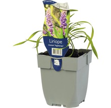 Liriope muscari ''Ingwersen'' in pot