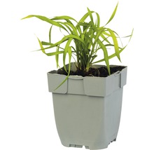 Grasachtige plant in een kunststof pot