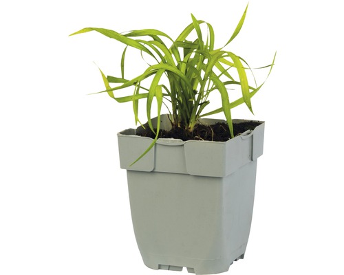 Grasachtige plant in een kunststof pot