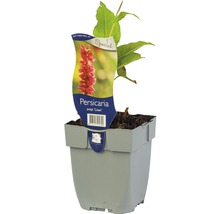 Duizendknoop ''Lisan'' in pot