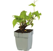 Duizendknoop plant in pot