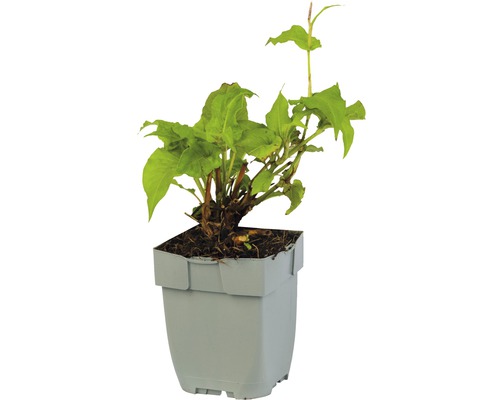 Duizendknoop plant in pot